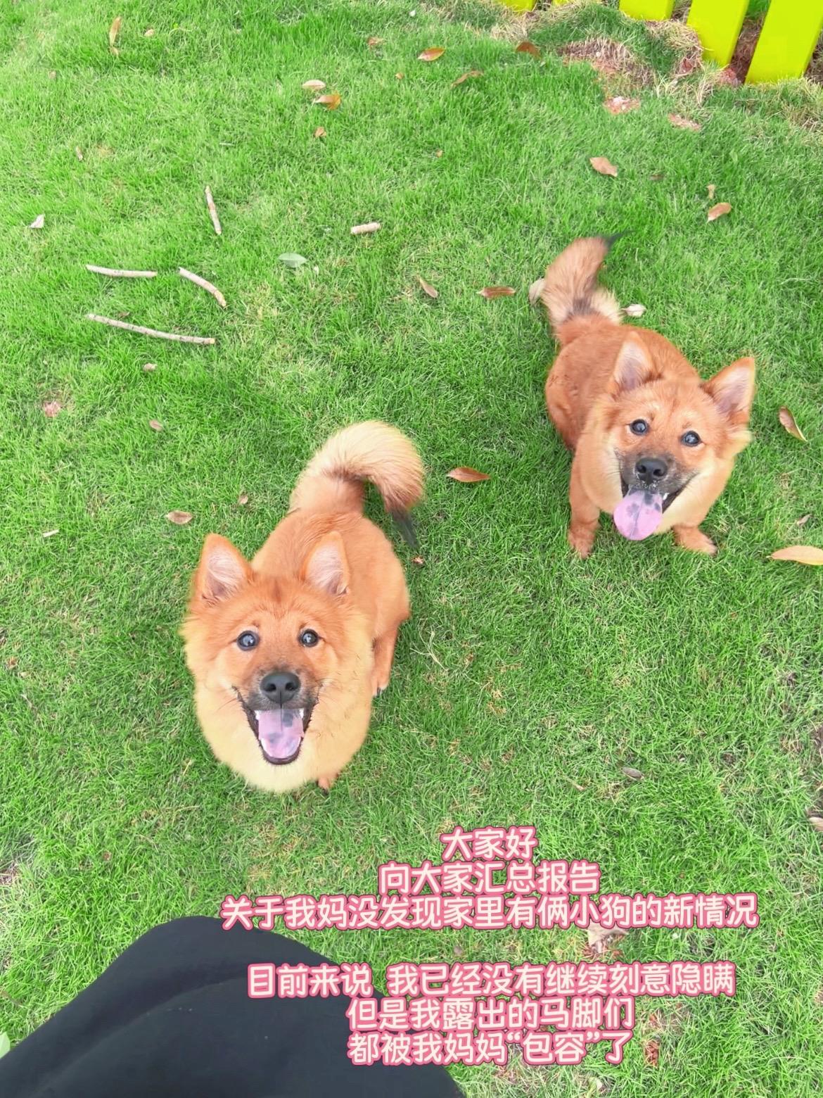 对不起 我知道我很早应该更 但是我懒。对不起 #是五月初九呀 #土松airmini款 #妈妈到底什么时候才能反应过来家里有两只小狗呢