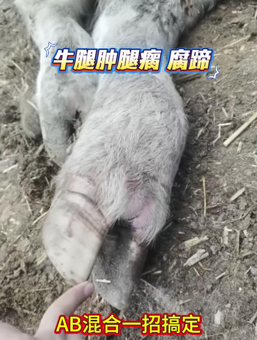 #养牛人 #养牛技术 #牛羊养殖 #繁殖母牛#三农养殖