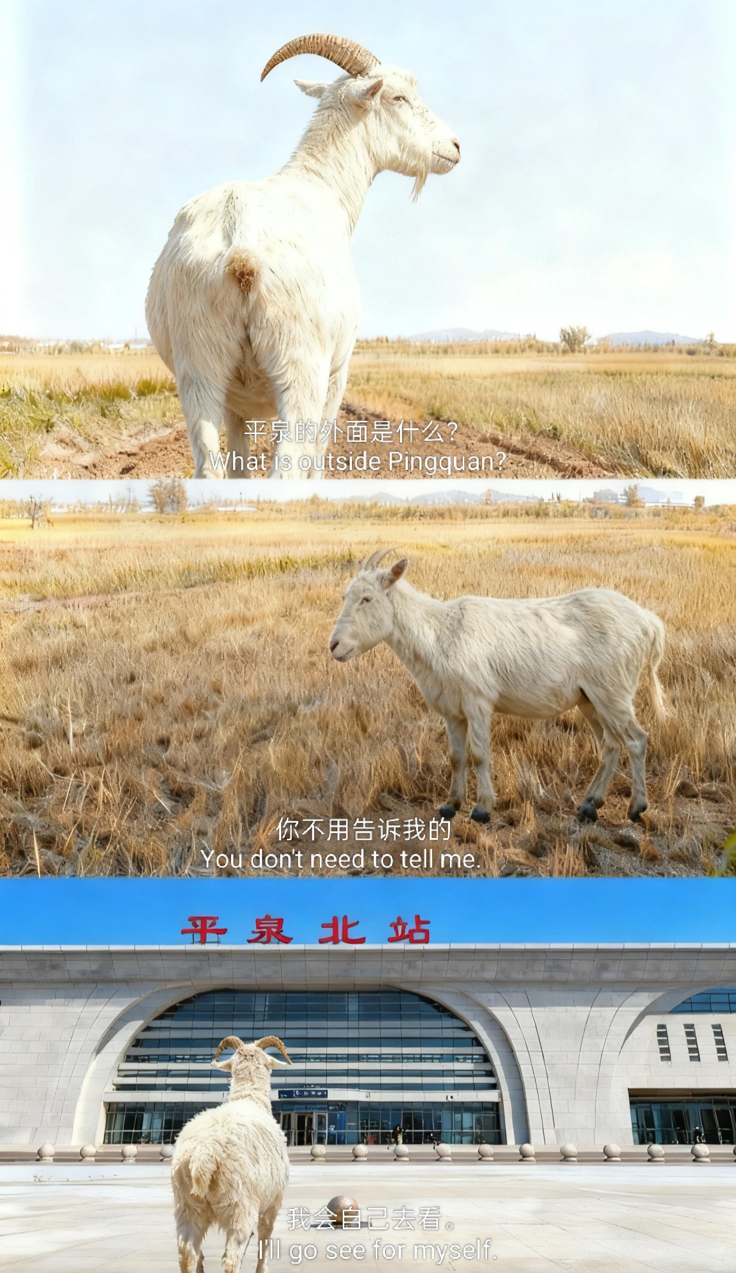 平泉的外边是什么?#羊 #平泉羊汤 #平泉