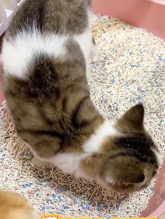 养猫实际上最费的就是猫砂,一款好的猫砂不仅不臭,结团也好 #养猫新手 #宠物用品 #萌宠好物 #猫砂 #叉子英雄