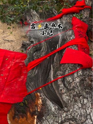 雷⚡击枣树 时隔小一年,这棵雷⚡枣树主干已开!!!#雷击枣木#道系青年日常