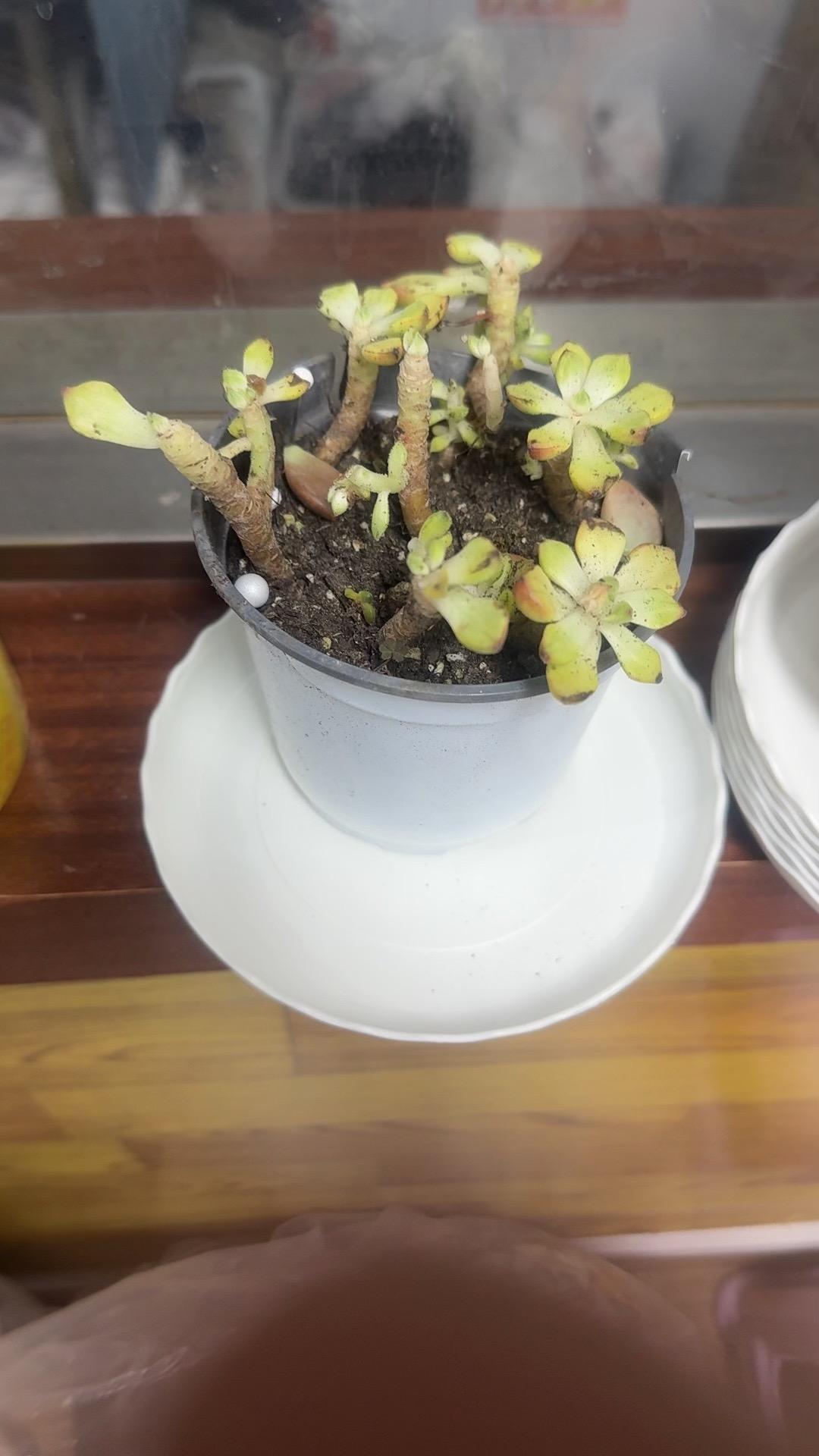 这是其中一盆你看看这和你介绍的差多少#我在抖音买买买