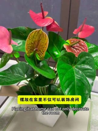 家里有屋子的,建议养几盆红掌。红掌又叫鸿运当头,四季常绿,耐阴好养。寓意大展宏图,步步高升。关键还特别好养,偶尔晒晒太阳,浇点水就能存活。#红掌一帆风顺#小盆栽花卉 #爱生活爱养花