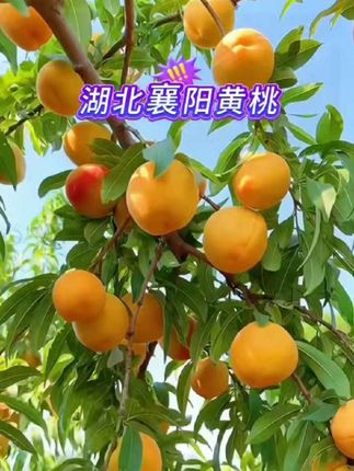 湖北襄阳枣阳黄金灿黄桃#口感特别好 #新鲜采摘 #快来一起尝个鲜#花花优品 @抖加🔥上热门🔥dou+🔥热点宝