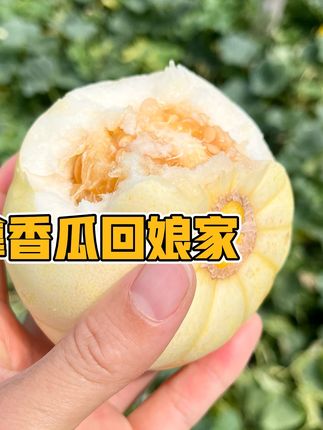东北媳妇回娘家,给爸妈摘点开园香瓜,老妈安排烤牛肉太香了! 东北媳妇回娘家,给爸妈摘点开园香瓜,老妈安排烤牛肉太香了!