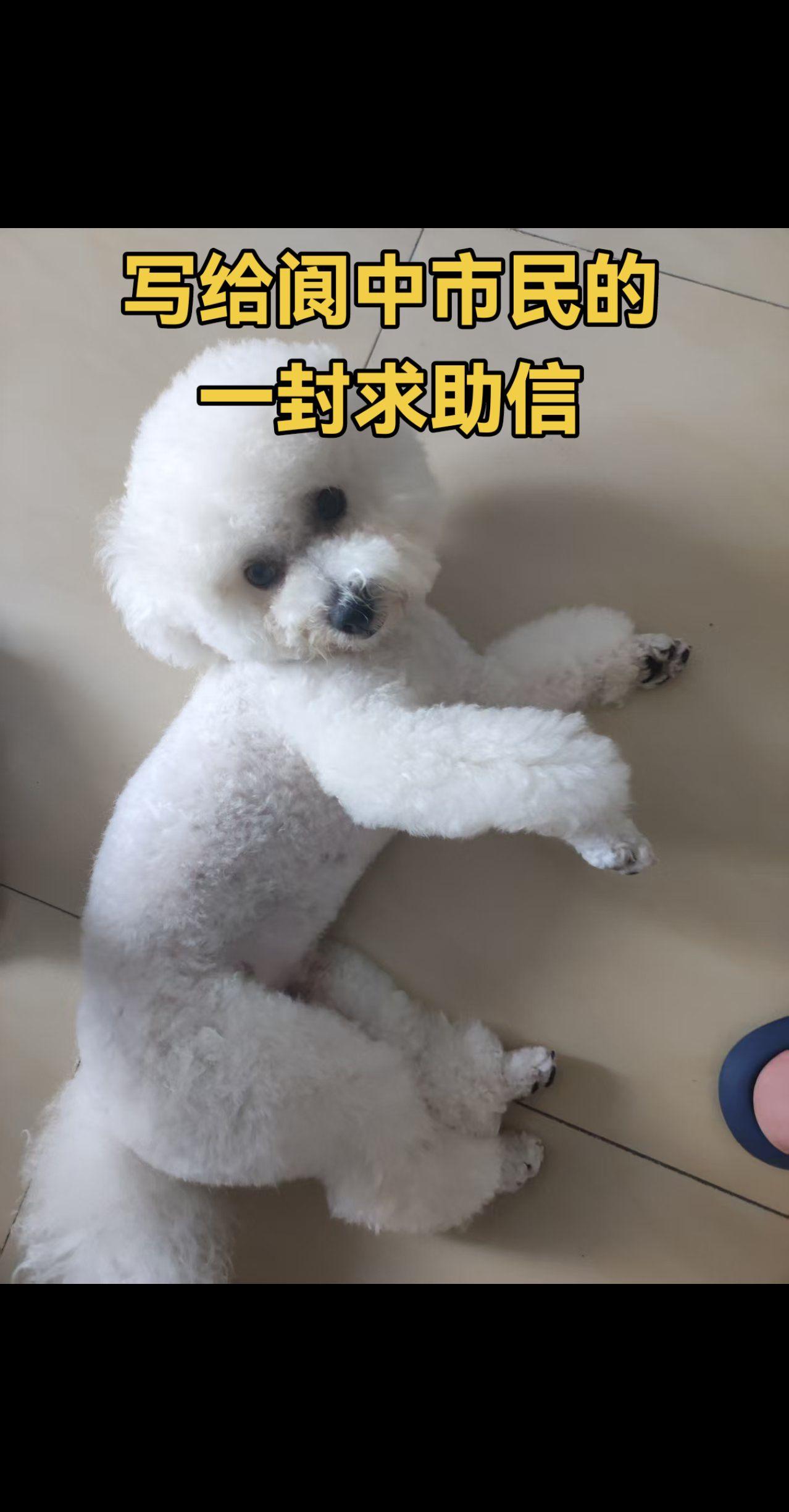 阆中的朋友们,8月17日上午7:30,因为我们自己的疏忽在四川阆中鱼翅广场至中华坊的滨江路上丢失了比熊犬麦麦,至今都深深的懊悔中,到今天为止已经丢失了31天了,我们全家一直没有放弃它,一直在寻找,寻找遍布了天南海北,主要以四川阆中为主,麦麦从一个多月就离开了它妈妈一直跟着我们抚养至今,我们就是它的家人,我们也把它当孩子当家人,因为我们自己的疏忽大意没有看住它,至今不知它的去处,恳请恳求阆中的好心人,麻烦帮我们留意一下,如果你的身边街坊邻居朋友乡下如果有人收留了白色比熊犬请与我们联系,如果你们的身边发现了白色的流浪犬也与我们联系,如果知线索请与联系,我们全家重谢好心人!13890833890.全家静等你们的来电!打扰了!#比熊 #是宠物更是家人 #狗狗可以治愈一切 #寻狗寻主 #寻狗