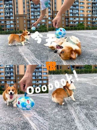 爱出去玩儿的狗狗 #宠物用品#好物分享#养毛孩子的乐趣
