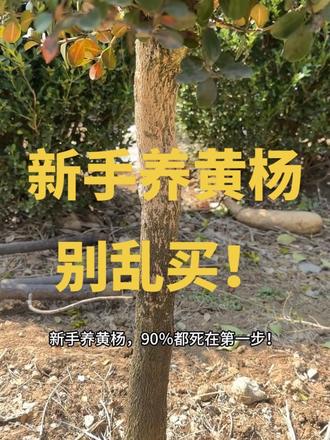 #黄杨#瓜子黄杨 #黄杨养护 #盆景入门 #小叶黄杨 新手养黄杨别乱买!我踩过的坑全告诉你