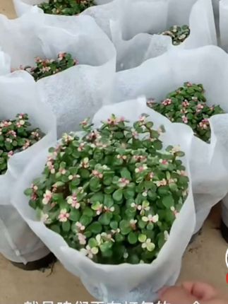 金枝玉叶绿植盆栽#花卉绿植#室内盆栽