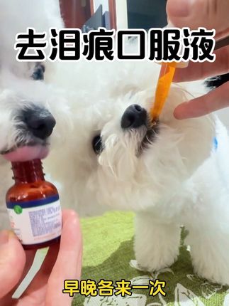 千万别给狗狗吃泪痕液,要不你家狗狗的脸蛋也会变的干干净净的。#萌宠好物 #科学养宠攻略 #养狗经验分享 #新手养狗 #新手养猫