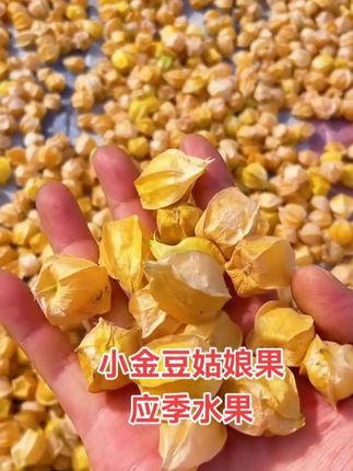 #姑娘果 #应季水果 #快来一起尝个鲜 #无限回购的宝藏单品