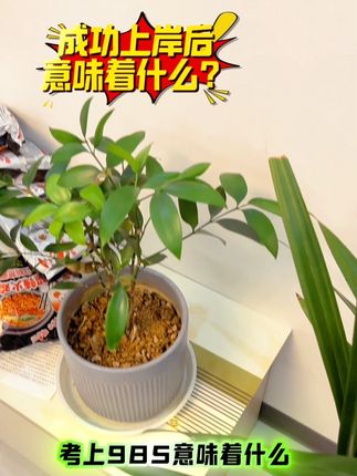 🌟让名校梦不再抽象!定制名校目标墙,每天打卡划进度,把模糊的向往变成触手可及的动力,每一眼凝视都是蓄力,每一步积累都算数,你的名校征途,从这面墙开始发光!#家长必读 #名校目标墙