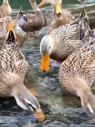 散养老鸭,自由觅食,食源丰富。它们生长缓慢,肉质紧实,味道鲜美,营养丰富。无论是炖汤还是红烧,都能让人品尝到浓郁的鸭香。