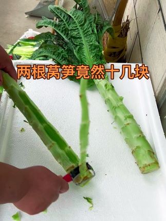 老板说我终于买对了一次,自从有了这把莴笋刀,每天莴笋销量翻倍,最近随便两个莴笋都十几块,你们那里莴笋都涨价了吗?#纯天然绿色蔬菜 #新鲜蔬菜 #抖音助农扶农 #莴笋刀#莴笋涨价