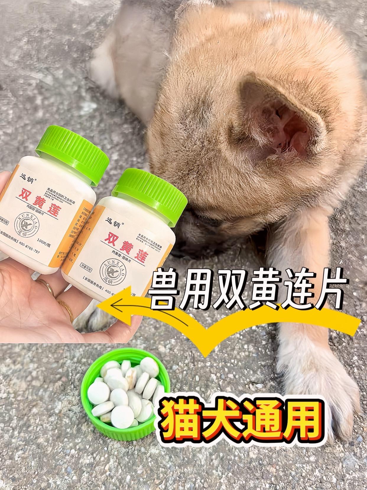 喂狗一片双黄连#科学养宠 #萌宠 #喂狗 #狗狗生病吃什么药