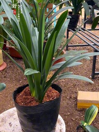 群兰 #爱生活爱养花 #上热搜 #绿植盆栽 #强烈推荐 #君子兰群兰出售