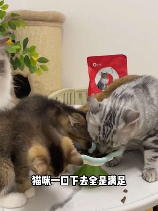 就这个猫粮拿捏了我家小猫咪#有个圈#有个圈鹿肉猫粮
