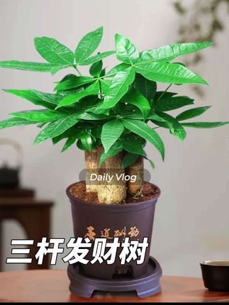 三杆发财树室内客厅办公室绿植盆栽四季常青好养招财转运#发财树 #室内绿植 #盆栽绿植 #四季常青 #养花小知识 @DOU+小助手