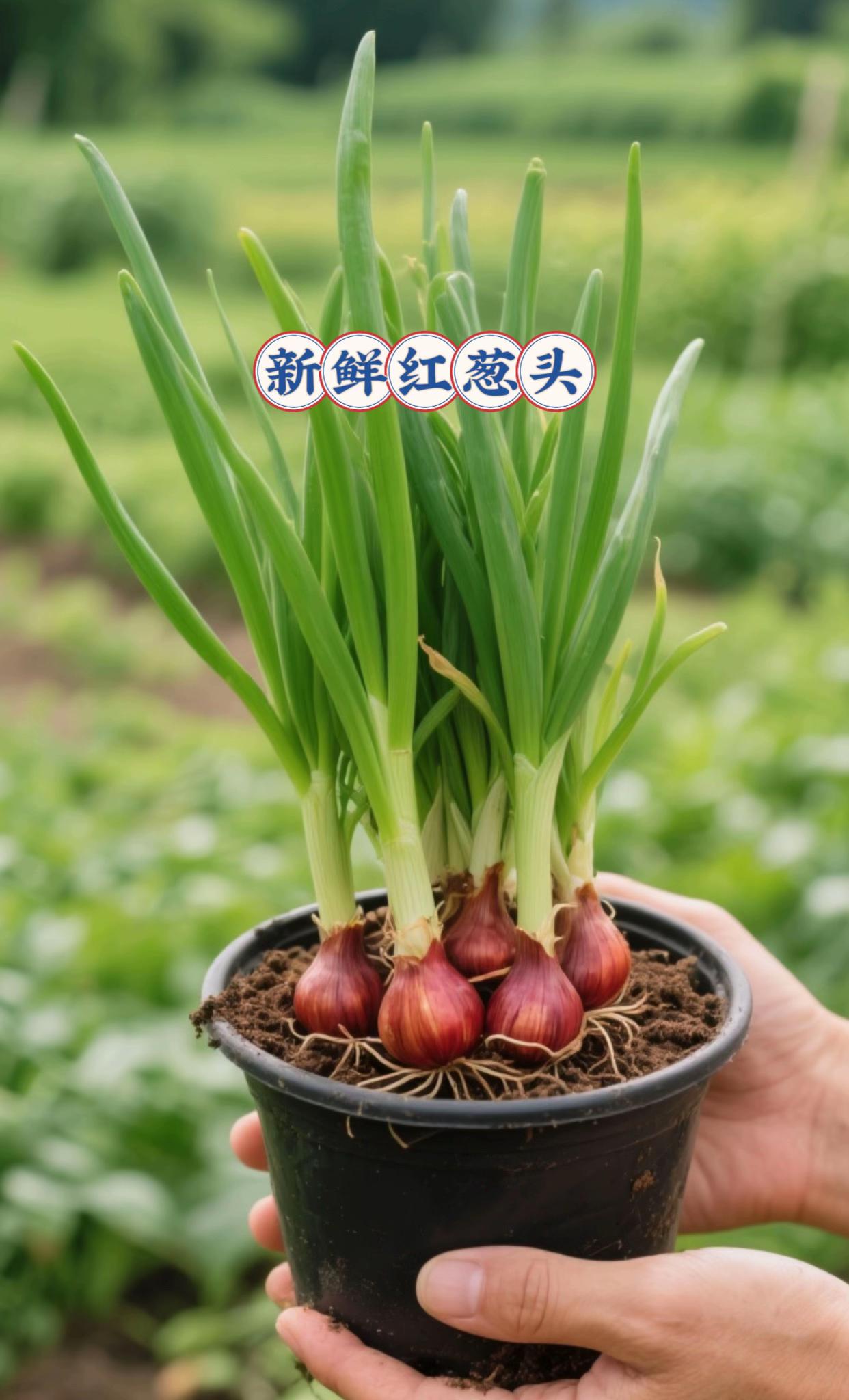 新鲜红葱头。在家种红葱头,15天吃鲜葱! 想不想炒菜时随手掐一把脆嫩小葱,不用再买蔫掉的冷藏葱?现在种红葱头正合适,新手也能轻松上手! • 省心好种:不用育苗、不用催芽,收到直接埋土里,浇水就能活,阳台、花盆、小菜园都能种。 • 长得快还多:种下三四天冒绿苗,15天就能掐叶吃,一茬接一茬 • 香味超浓:不管是拌凉菜、炒鸡蛋,还是做葱油面,鲜葱提香又入味,比超市买的香10倍! 现在下单,还能赶上最佳种植期,早种早吃鲜!点击下方链接,把“活葱仓”搬回家~#种葱#红葱头#葱头 #葱 #在家种菜 @DOU+上热门 @DOU+小助手