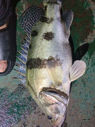 #户外钓鱼 #钓大鱼 #鳜鱼,沙湖拉1704 耳小仙5.5螺纹t尾