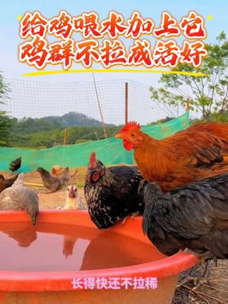 给鸡鸭鹅喂水加上它,鸡鸭鹅一年四季都好养#养鸡小妙招 #科学养鸡 #养鸡 #养鸡技术