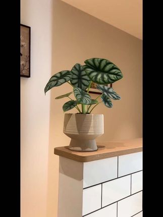 ins风白犀牛盆栽 好看好养的自犀牛海芋盆栽,放在室内散光环境就可以养护啦。#植物盆栽 #客厅植物推荐 #白犀牛海芋 #客厅植物推荐 #花卉绿植