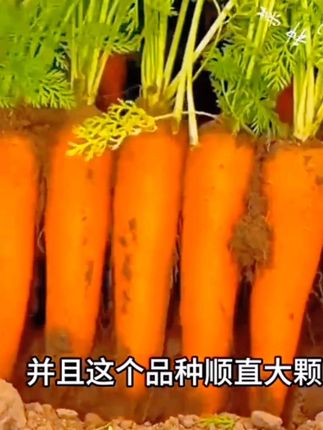 #dou+上热门🔥 好物分享,快来种超赞蔬菜!三红胡萝卜种子,水果萝卜品种,耐热耐寒,四季皆可播。视频同款在橱窗可以购买。