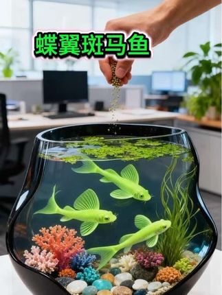 谁懂啊!鱼缸里养了这货,朋友来家都盯着看!蝶翼斑马鱼自带渐变“小裙摆”,游动像飘彩带,新手也能养,不用费劲儿伺候~#蝶翼斑马鱼 #养鱼就是养心 #鱼缸里的大自然 #新手养鱼 #鱼儿自由自在的水中游