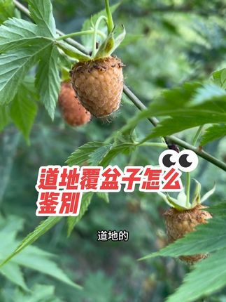 真真假假很难区分!道地覆盆子怎么去鉴别!#掌叶覆盆子#道地产区#淳安覆盆子