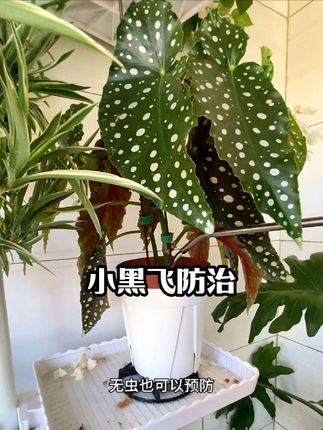 夏天花盆里经常出现小黑飞,可以用#小黑飞专用药 上喷叶下浇灌土壤里,虫卵和幼虫全部解决#小黑飞怎么治 #防虫小妙招 #花卉绿植