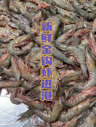 新鲜海虾,金钩虾滑皮虾进港了,码头直发! #海鲜 #海鲜原产地