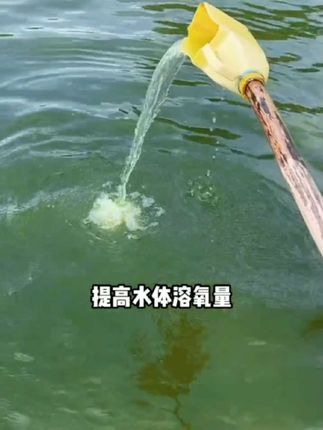 池塘#改底 用生物#粪硫菌 菌种繁殖快不耗氧分解能力强#鱼虾蟹养殖 #水产养殖