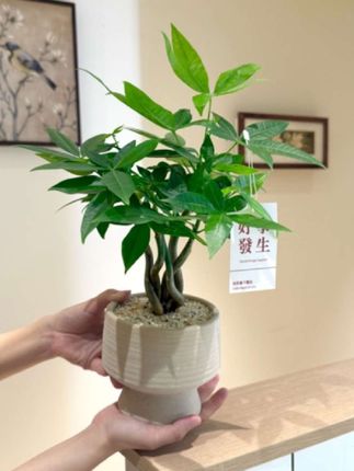 #发财树盆栽#发财树养护 #发财树#发财树结果了 #发财树 直播优选奇趣发财树幸福树盆栽盆景室内办公室前台桌面花卉绿植