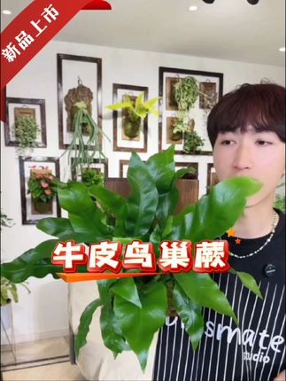 #好物推荐🔥 #鸟巢蕨 #牛皮鸟巢蕨 #蕨类植物 #花卉绿植