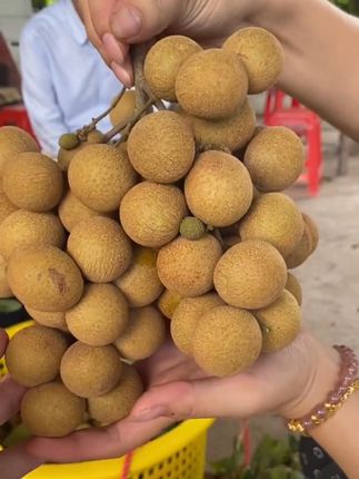 又到一年龙眼季,2025新鲜现摘龙眼,皮薄肉厚,清甜多汁#快来一起尝个鲜 #产地农民种植的#口感特别好 #新鲜采摘#龙眼