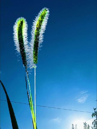 #夏天的标配是狗尾巴草 #远离城市的喧嚣 #村房短住沉浸式体验生活 #我的乡村生活 #村里有家小程序@永吉助农官安然