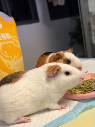 维C+猪粮二合一!荷兰猪干饭香香,营养一步到位不费力#宠物 #萌宠 #荷兰猪#豚鼠维c猪粮