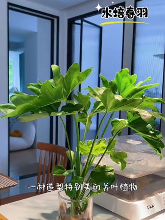 做一个浪漫的人从养一盆春羽开始把!绿意盎然,摆放在餐桌,客厅,卧室,卫生间满满的森系感,颜值很高,瞬间提升家居品味,不生病不长虫,新手小白都能养,不仅水培的低水位养护即可,也可土培。#春羽#水培植物 #花卉绿植 #水培植物 #养花小知识