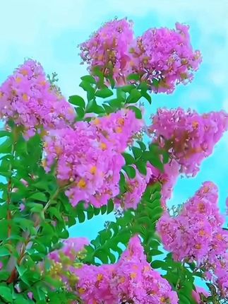 紫薇树苗 #绿化苗木 #紫薇树苗#庭院绿化#公园绿化