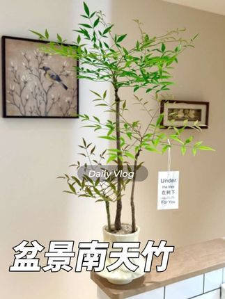 趣味禅意南天竹马醉木盆栽盆景室内阳台办公室耐阴好养花卉绿植#南天竹 #盆栽绿植 #盆景艺术 #花卉绿植 #爱生活爱养花 @DOU+小助手