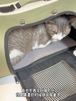 千万别等到猫咪应激才干着急!预防才是根本!#新手养猫宠物好物推荐#费利威#费利威喷雾#猫咪应激#猫咪情绪舒缓