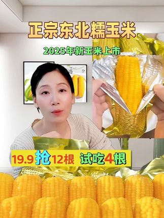 #软糯香甜 #三农 #正宗玉米香甜软糯 #东北粘玉米 #老少皆宜 25年头茬黄糯玉米,好吃的东北糯玉