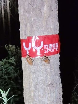 #强光手电 #奥克斯太阳能手提灯 #户外装备 #抓知了 #手电筒 @DOU+小助手 @DOU+上热门