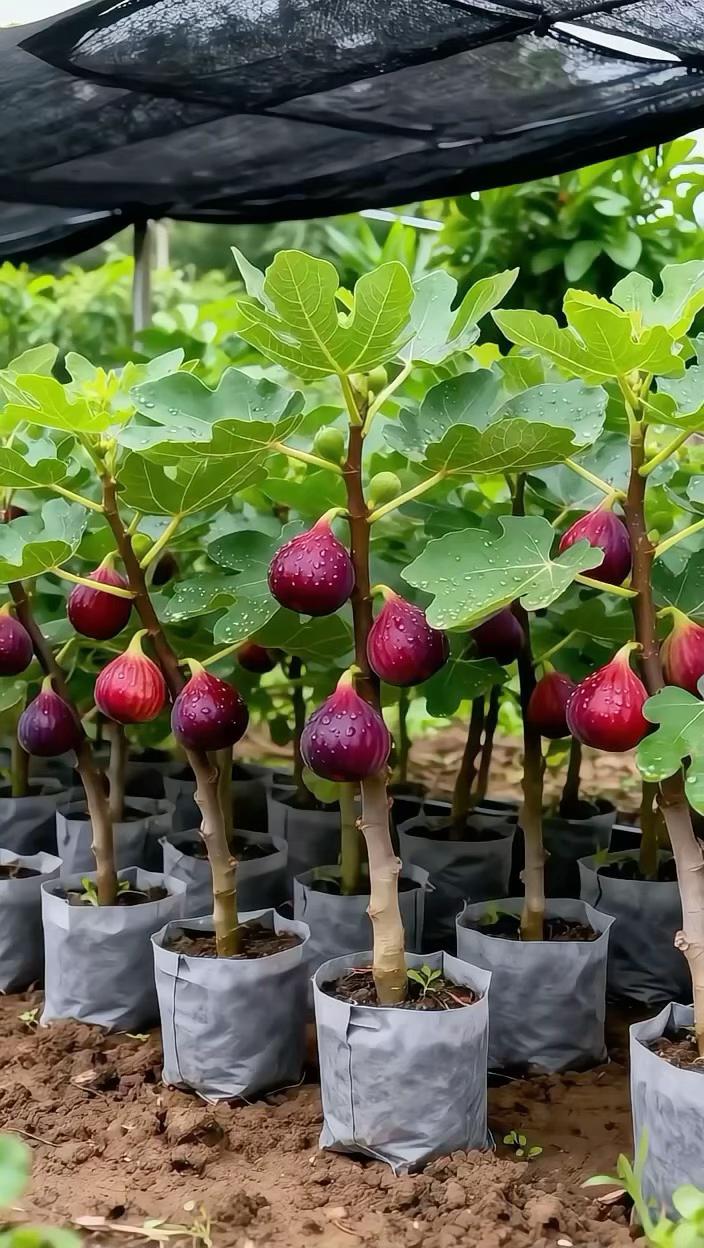 栽无花小苗,收一树蜜甜。无花果树苗适应性强,不挑土壤,新手也能养护。宽大叶片舒展绿意,熟果饱满软糯,带着自然蜜香。阳台庭院皆可扎根,让时光酝酿清甜惊喜。#无花果树苗#无花果苗#无花果种植#无花果品种#无花果