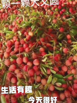 甘甜多汁的荔枝 #硕果累累 #新鲜采摘 #口感特别好 #正在准备买荔枝的朋友点击下方小黄车立即下单哦#现摘现发货,