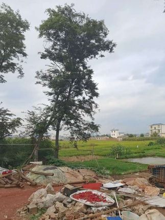 #乡村振兴dou行动 #别墅庭院植物 #农村自建房 #农村自建房乡村别墅