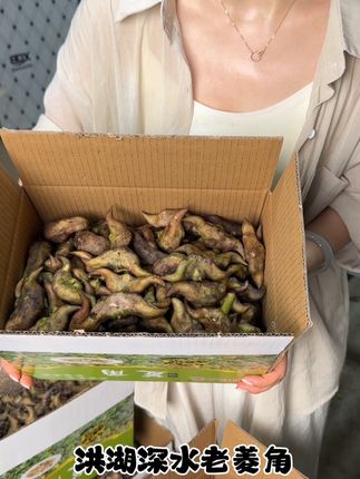 又到了吃菱角的季节。还记得小时候奶奶煮的老菱角吗?粉粉糯糯的,满口飘香!头茬老菱角每天数量有限,券也有限哦