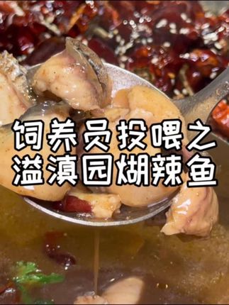 98年就在郑州爆火的煳辣鱼,三四代人对这个味道都是有记忆的! #煳辣鱼 #郑州老店 #抖音美食推荐官 #郑州