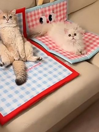 #萌宠日常记录 #毛孩子的日常 #宠物垫子 #新手养猫