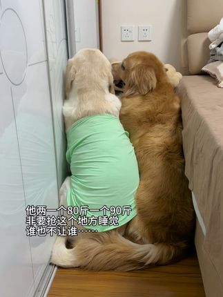 狗子是不是对自己的体重没概念啊 #拉布拉多 #金毛 #狗狗的心思都写在脸上了